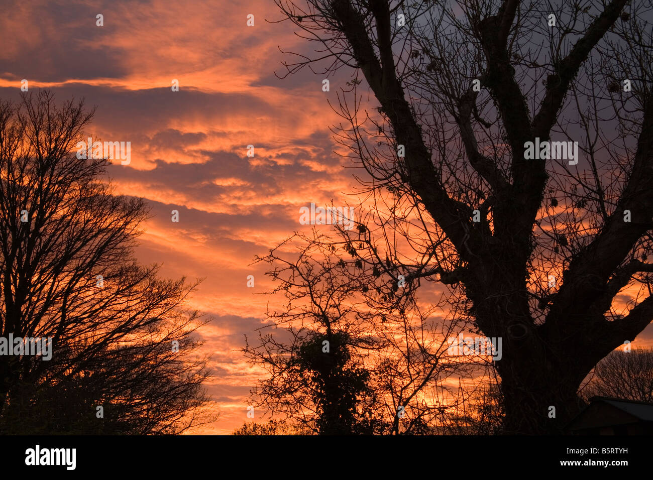 Isle of Anglesey North Wales UK November betrachtet eine beeindruckende Herbst Sonnenuntergang durch die Silhouette einer Esche Stockfoto