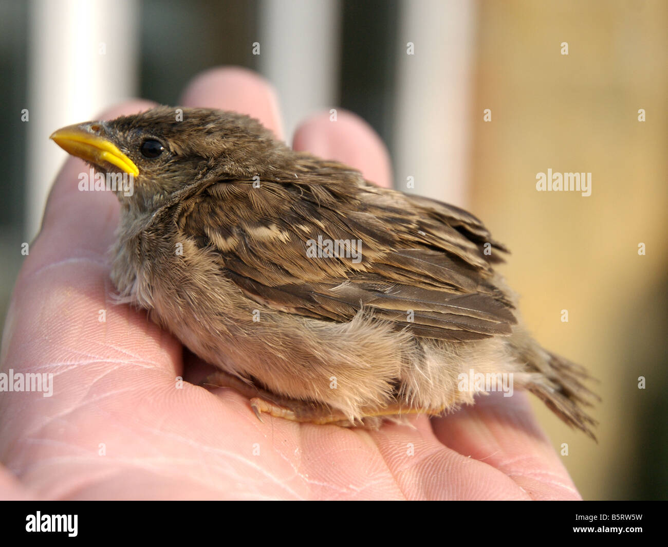 Dies ist eine noch junge Spatz ein Babyvogel fast einen Monat früher aufgrund des Klimawandels Stockfoto