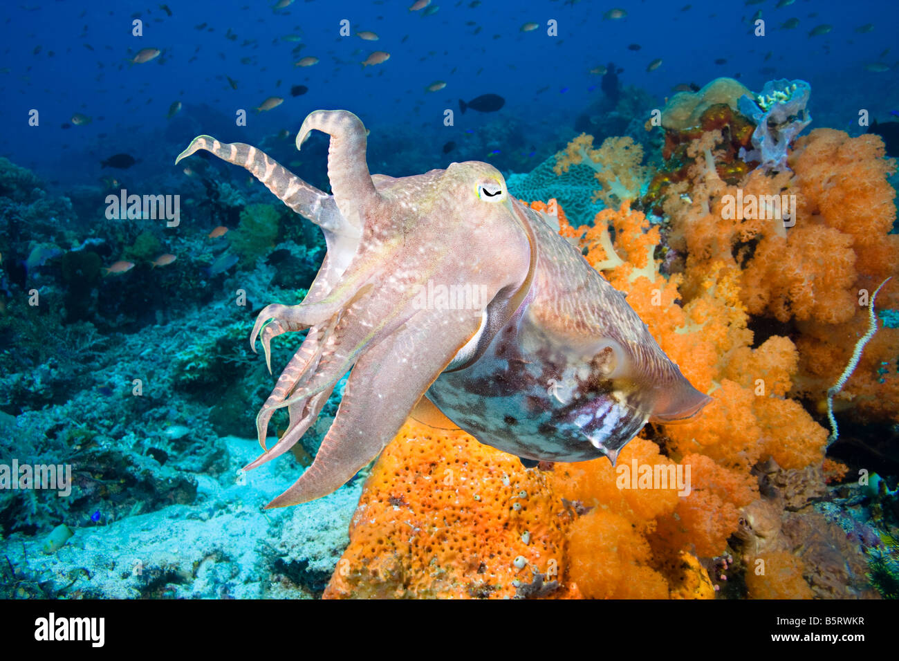 Ein Broadclub Tintenfisch, Sepia finden, Komodo, Indonesien. Stockfoto