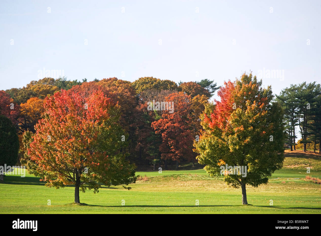 Herbst, Laub, Herbst, Blätter, Herbst Farbe, Natur, New York state, niemand, Nordamerika, im Freien, Pflanzen, rot, landschaftlich schön, s Stockfoto