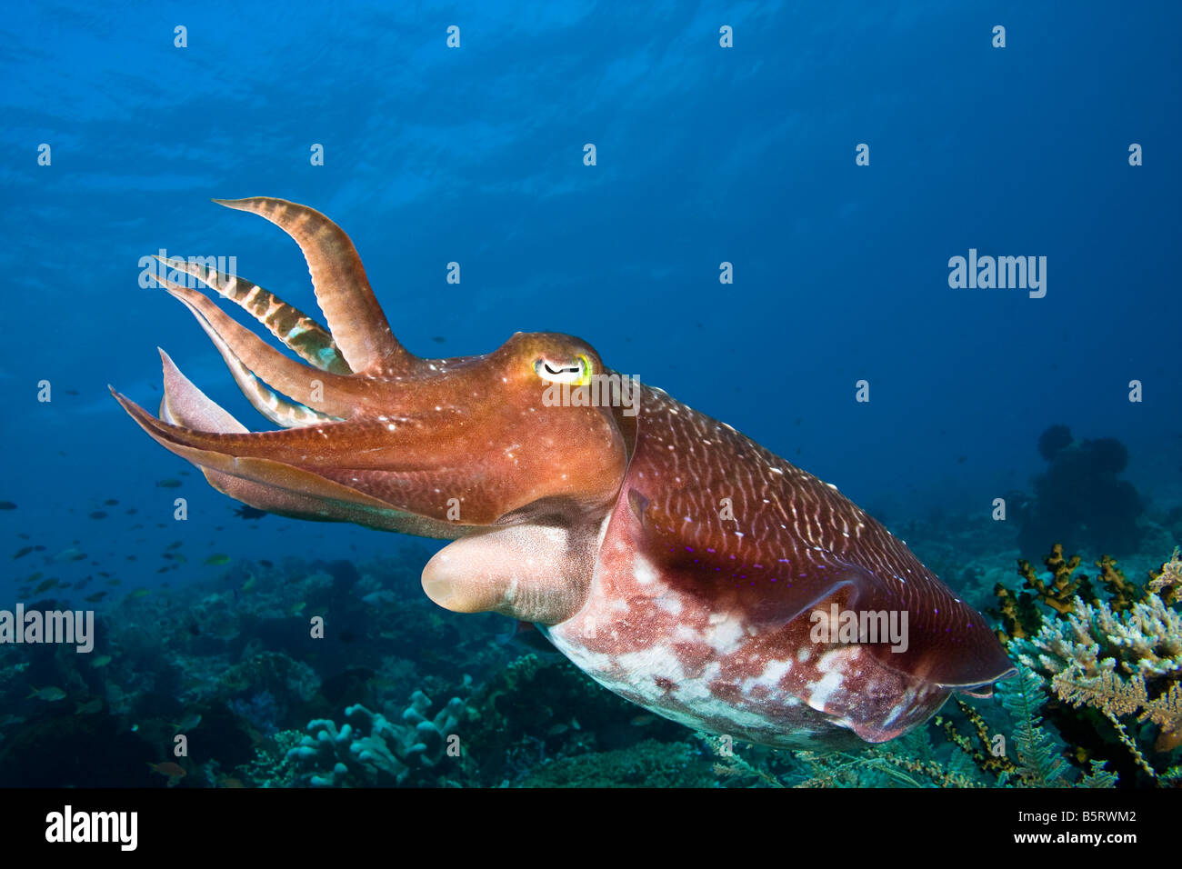 Ein Broadclub Tintenfisch, Sepia finden, Komodo, Indonesien. Stockfoto