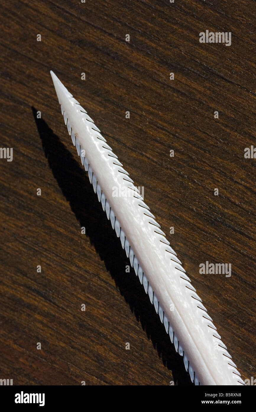 Dies ist einer der sechs Zoll lange gestochen scharfen Schweif Widerhaken einer unbestimmten Art der Stingray, Komodo National Park, Indonesien. Stockfoto