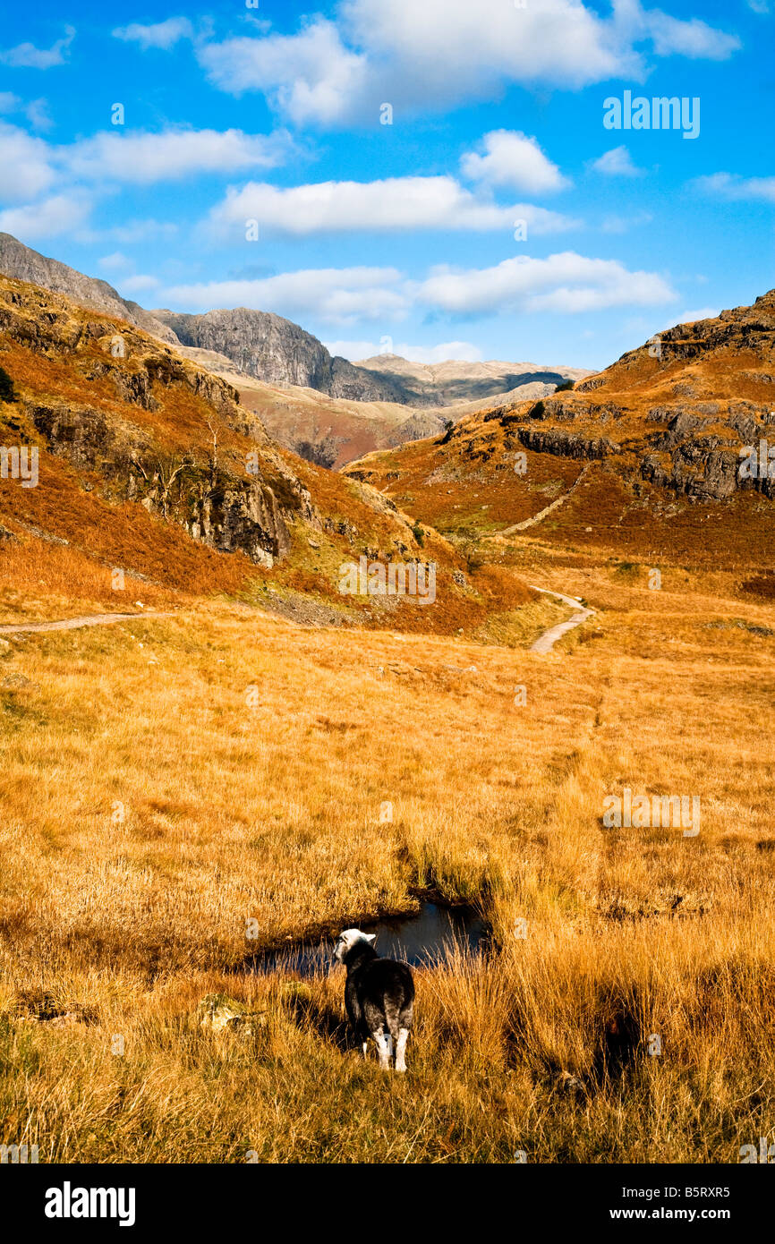 Herbstlandschaft mit Adlerfarn bedeckt, Hang, Pfad und Schafe im Lake District National Park, Cumbria, England, UK Stockfoto