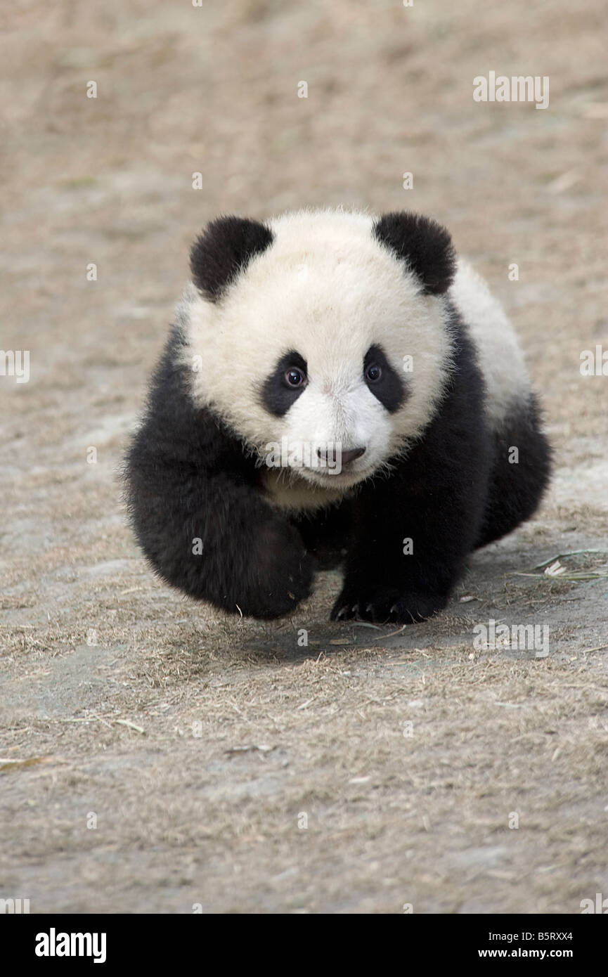 Ein junger Panda Cub Ailuropoda Melanoleuca läuft auf dem Boden im Wolong Sichuan China Stockfoto