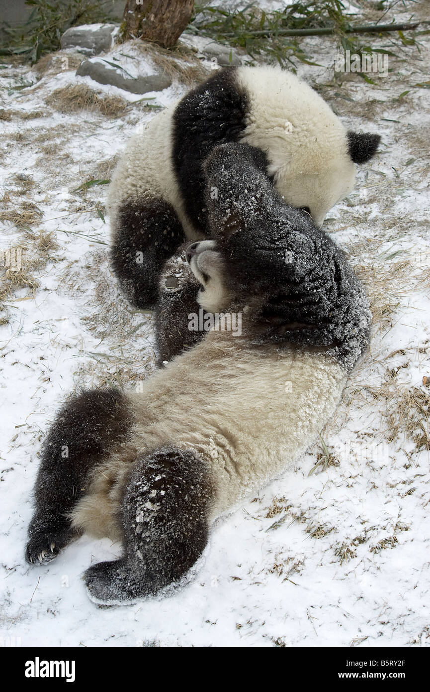 Giant Panda Ailuropoda Melanoleuca Jungen spielen im Schnee Wolong Sichuan China Stockfoto
