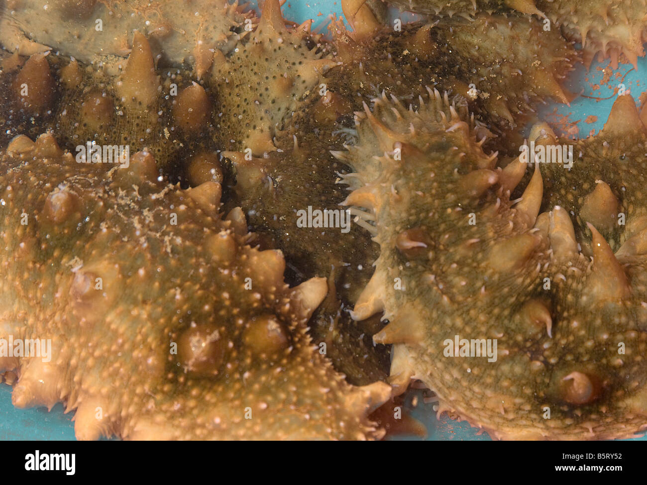 Live essbare Seegurken Stichopus Japonicus sind proteinreiche Nahrung marine China Stockfoto