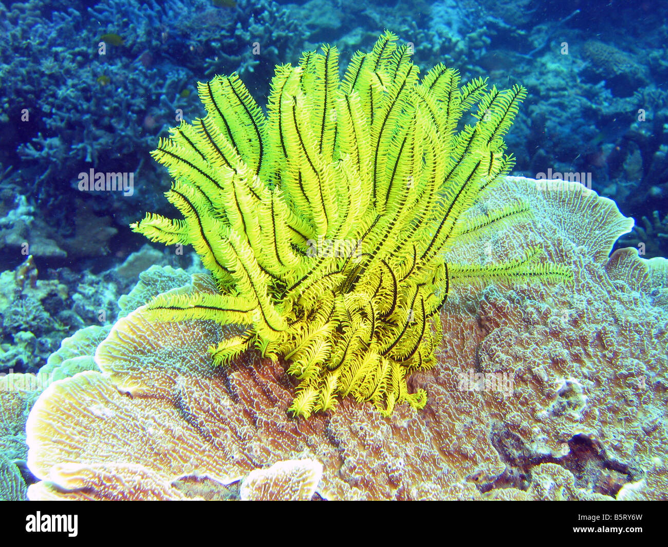 Gelbe Feder-Star Koralle (Crinoidea) am Riff von Lankayan Island, Sulusee, Sabah, Malaysia Stockfoto