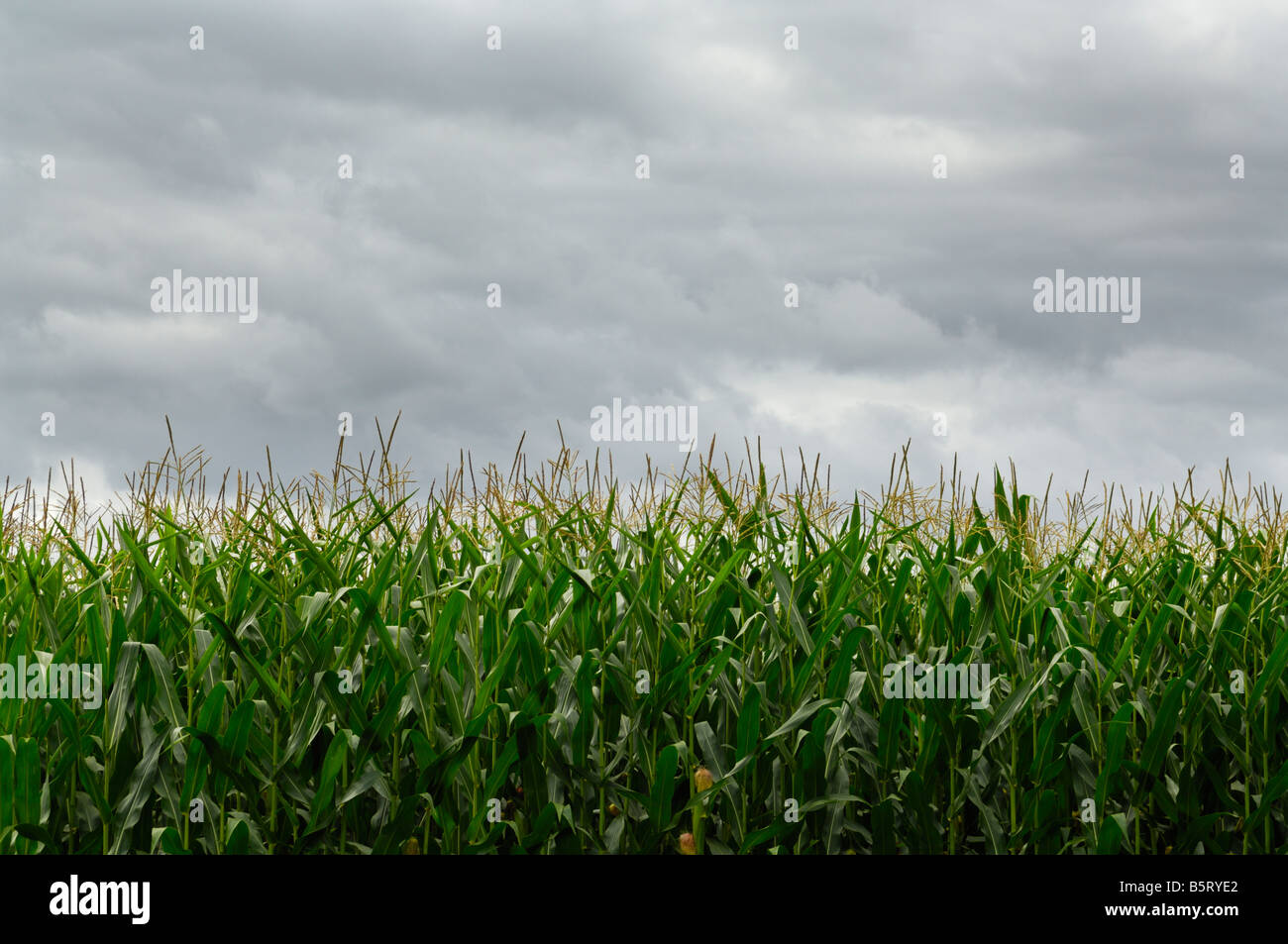 Mais-Anbau unter bedecktem Himmel am Naizin in der Nähe von Pontivy, Frankreich Stockfoto