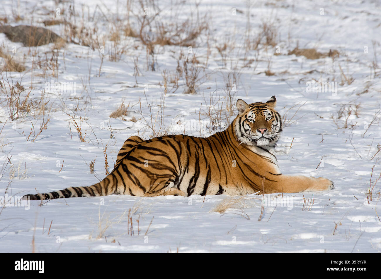 Amur des sibirischen Tigers Panthera Tigris Altaica im Schnee Heilongjiang, China Stockfoto