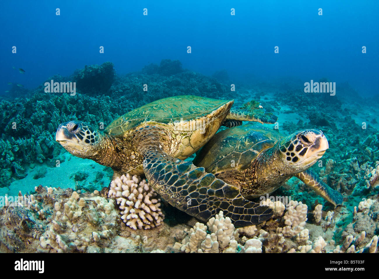 Grüne Meeresschildkröten, Chelonia Mydas, eine bedrohte Art, Hawaii. Stockfoto