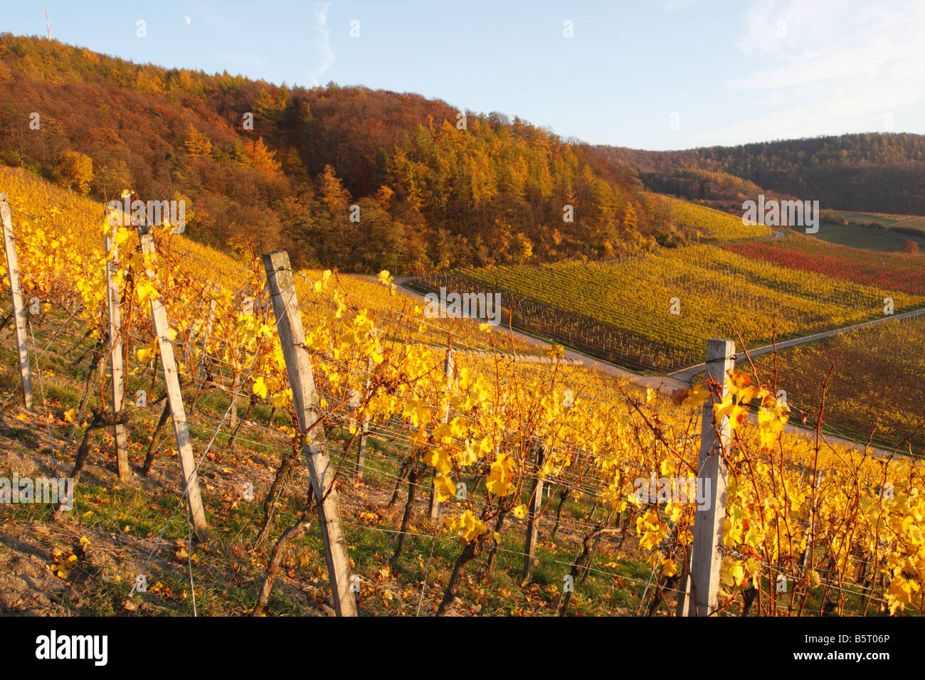 Weinberg im Herbst und weichen warmen Abendlicht (Franken, Bayern) Stockfoto