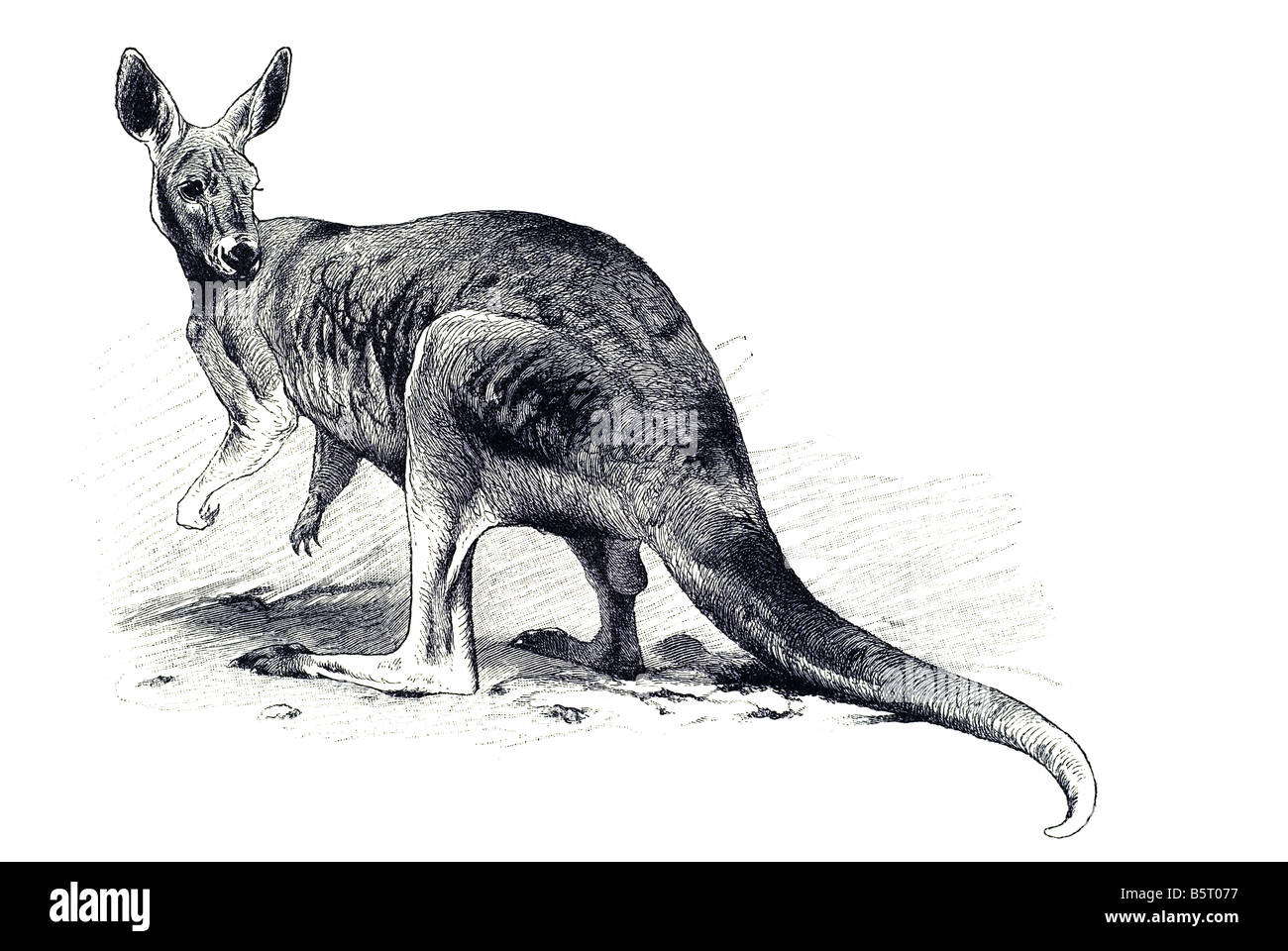 riesige Känguru Beuteltier Familie Macropodidae Macropods großen Fuß Stockfoto