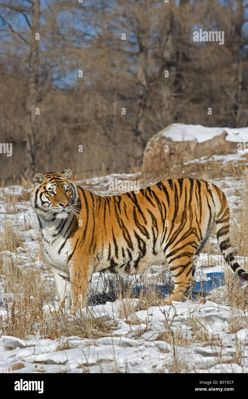 Amur des sibirischen Tigers Panthera Tigris Altaica im Winter in Heilongjiang, China Stockfoto