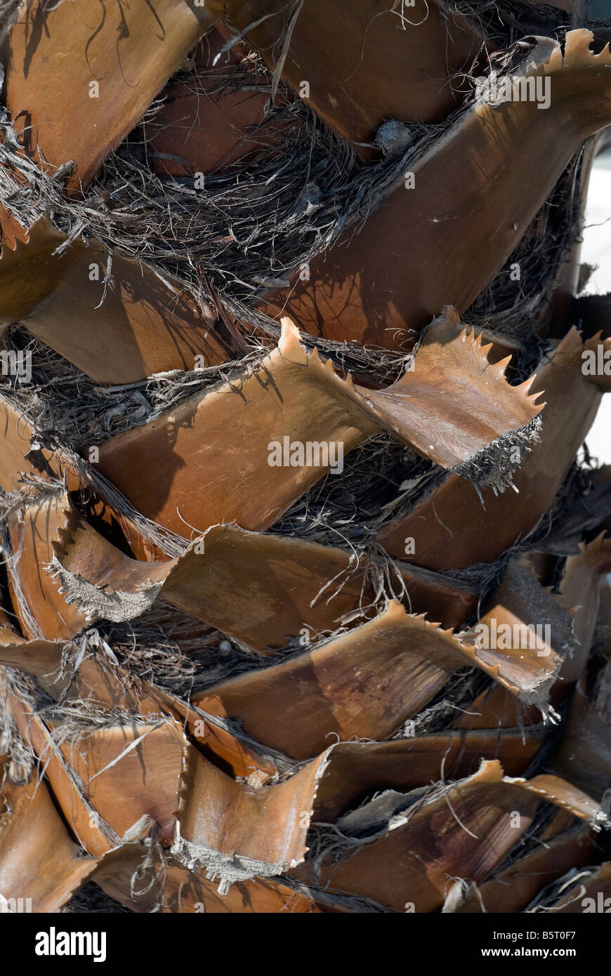 Detail des Palm Baumstamm North Florida Stockfoto