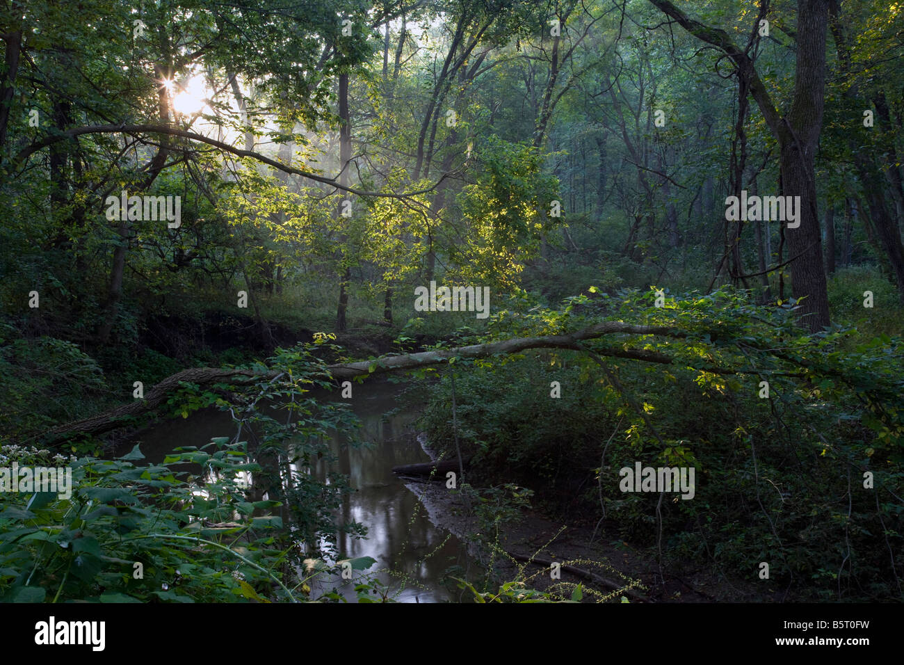 Glynns Creek, Scott County Park, Iowa Stockfoto