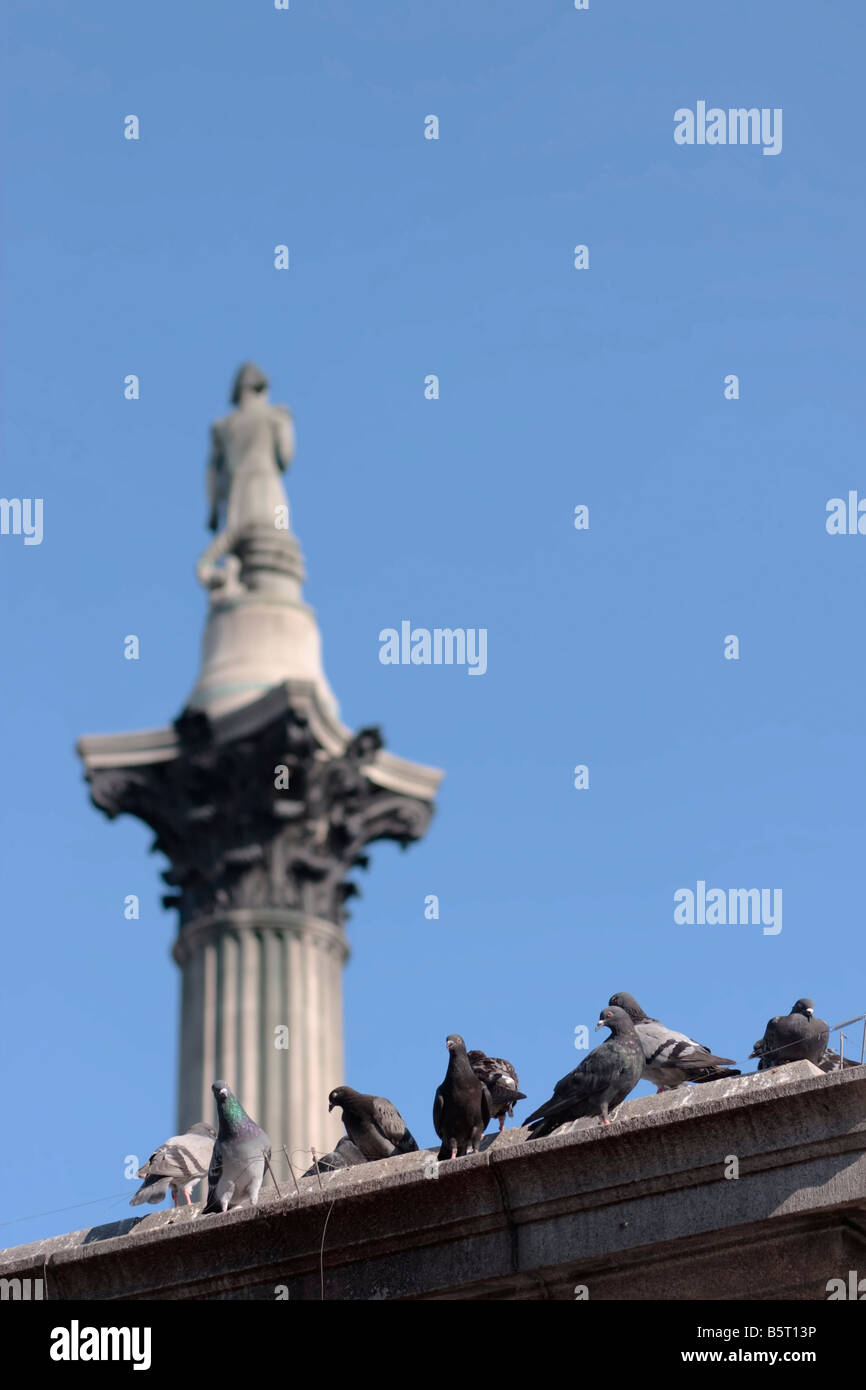 Tauben auf Sockel auf dem Trafalgar Square mit der Nelson s Spalte im Hintergrund London Vereinigtes Königreich Stockfoto