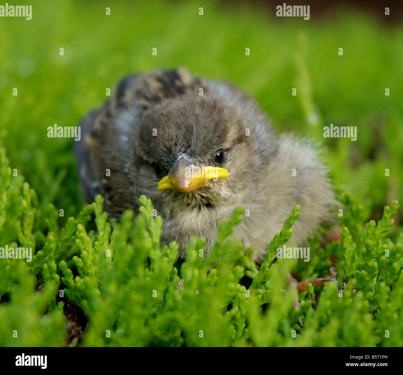 Dies ist eine noch junge Spatz ein Babyvogel fast einen Monat früher aufgrund des Klimawandels Stockfoto