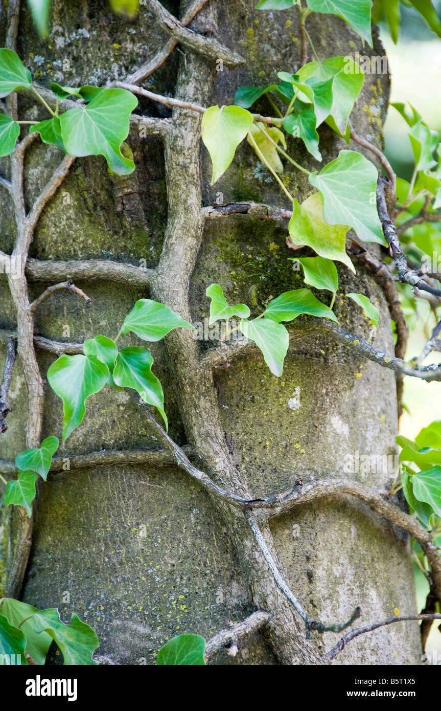 efeu clematis sichtschutz Hecke am laufenden Meter® Color main image 1