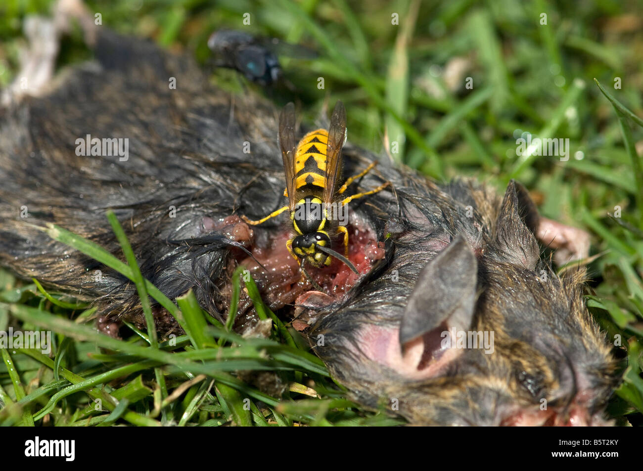 Gemeinsamen Wespe Vespula Vulgaris sammeln Fleisch von toten Maus Brut füttern Stockfoto