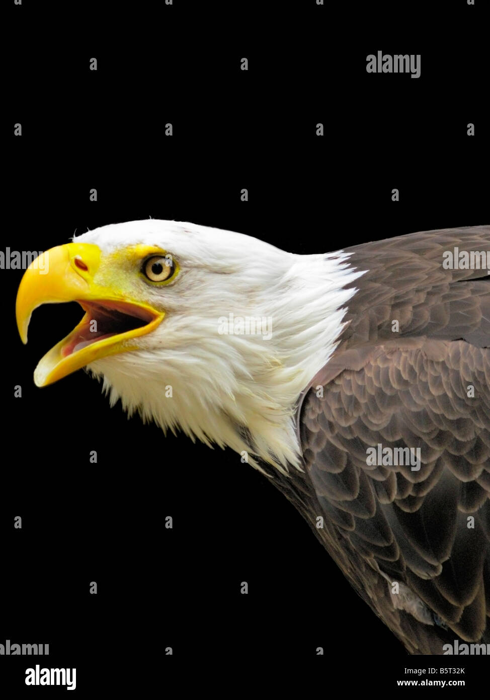 Kopf und Schultern einer Captive "Bald Eagle" auf einem schwarzen Hintergrund. Der Schnabel ist geöffnet. Stockfoto