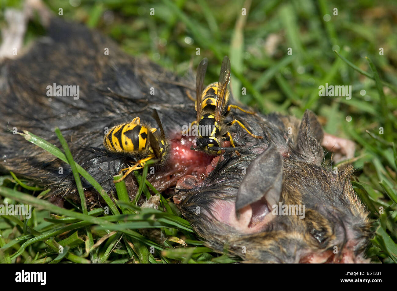 Gemeinsamen Wespen Vespula Vulgaris sammeln Fleisch von toten Maus Brut füttern Stockfoto