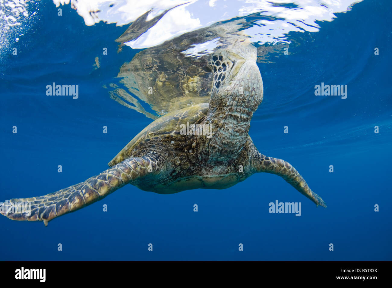 Eine grüne Meeresschildkröte, Chelonia Mydas, eine bedrohte Art, hebt es s Kopf um einen Atemzug, Hawaii zu nehmen. Stockfoto