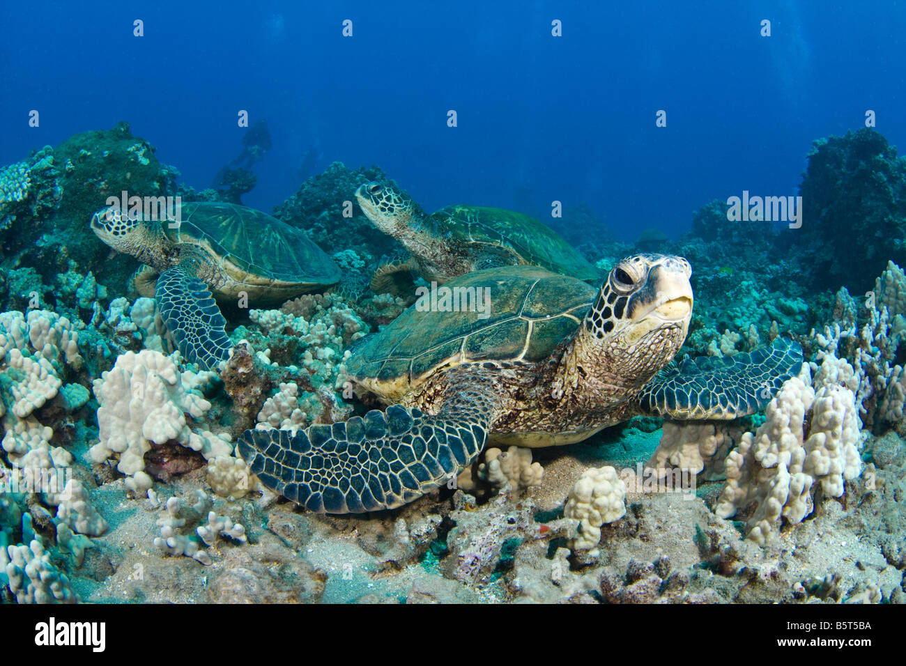 Grüne Meeresschildkröten, Chelonia Mydas, eine bedrohte Art, ruht auf einem Riff, Hawaii. Stockfoto