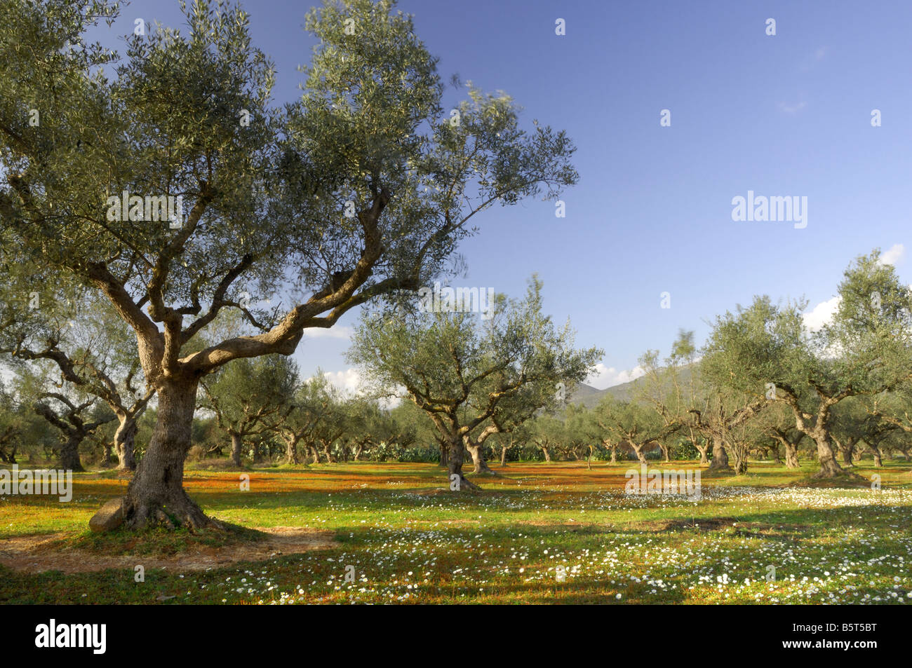 Oliven Baum Feld in Kalamata, Griechenland Stockfoto