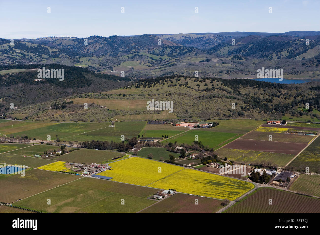 Luftaufnahme über blühende Senf in Napa Valley California Weinberge Stockfoto