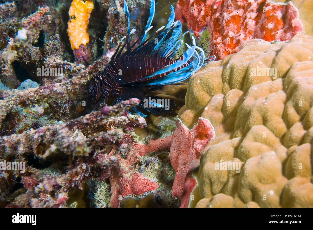 gemeinsamen Rotfeuerfische über Korallen des Great Barrier Reef Australien Stockfoto