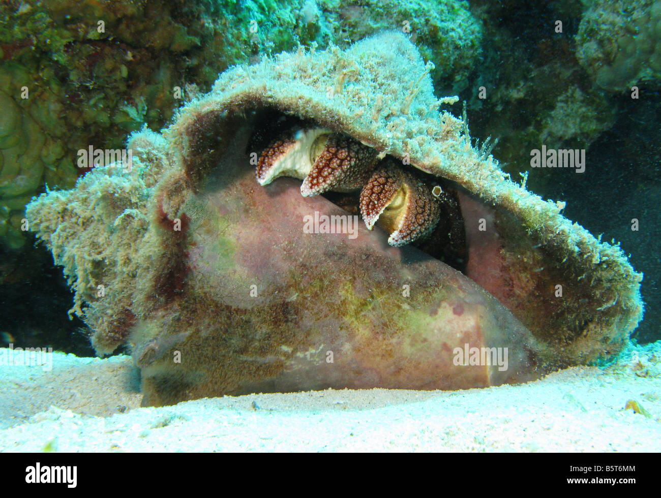 riesiger Einsiedlerkrebs in Muschelschale Stockfoto