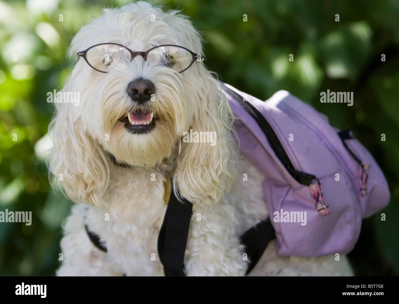 Hund trägt Brille und einem Rucksack Stockfotografie - Alamy