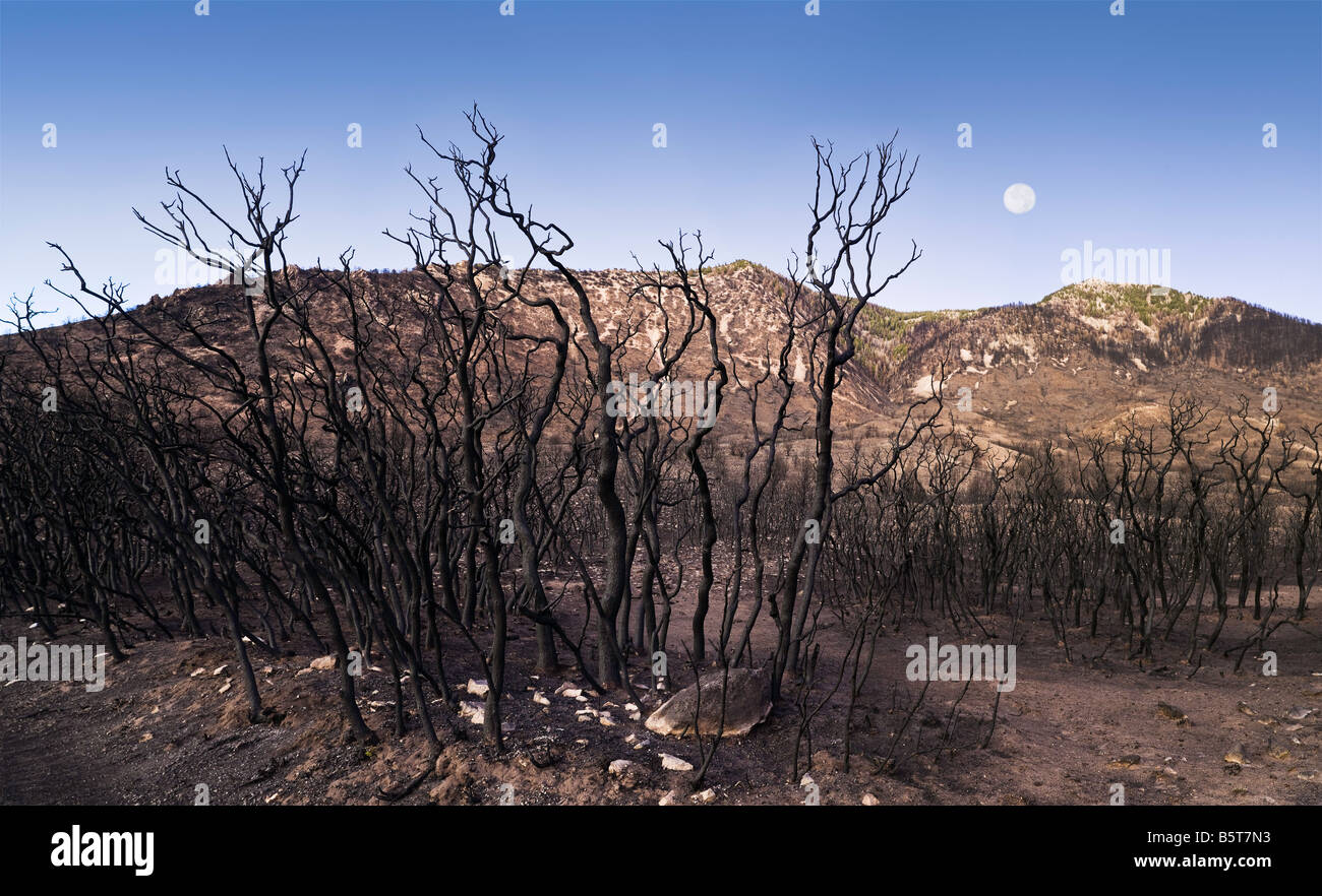 Wildes Feuer verbrannten Wald im Mondlicht Stockfoto