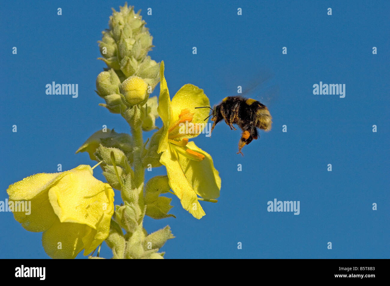 Hummel mit orange Pollenhöschen nach Königskerze Verbascum Blume fliegen Stockfoto