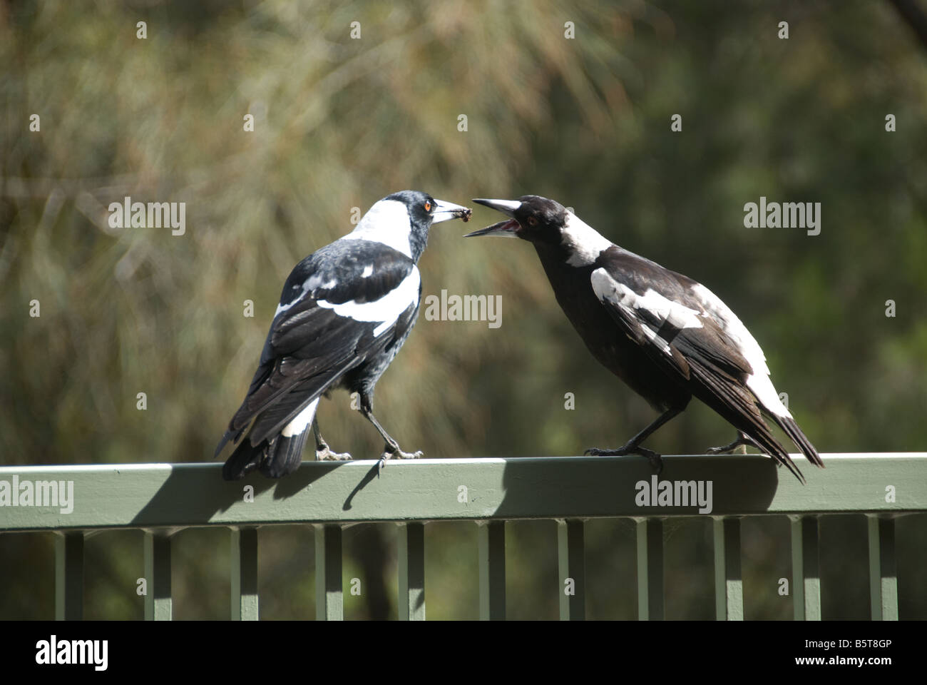 Eine australische Magpie füttert ein anderes Eukalyptus oder Gum Bäumen Stockfoto