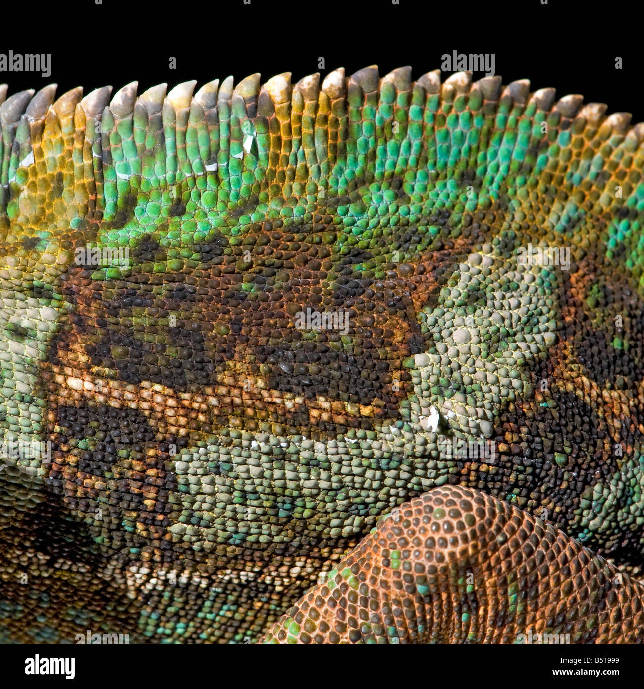 Männlich, verschleiert oder Jemen Chamäleon Chamaeleo Catytratus skalieren Muster Stockfoto