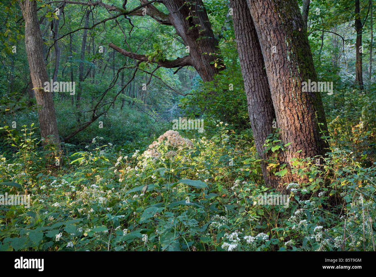 Wald im Scott County Park, Iowa Stockfoto