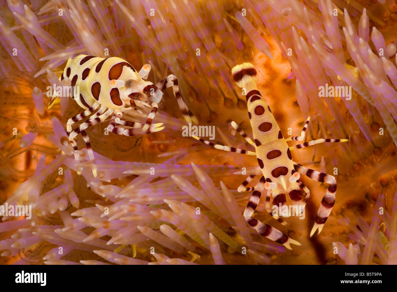 Die größere der beiden Coleman Garnelen, Periclimenes Colemani ist weiblich, Komodo, Indonesien. Stockfoto