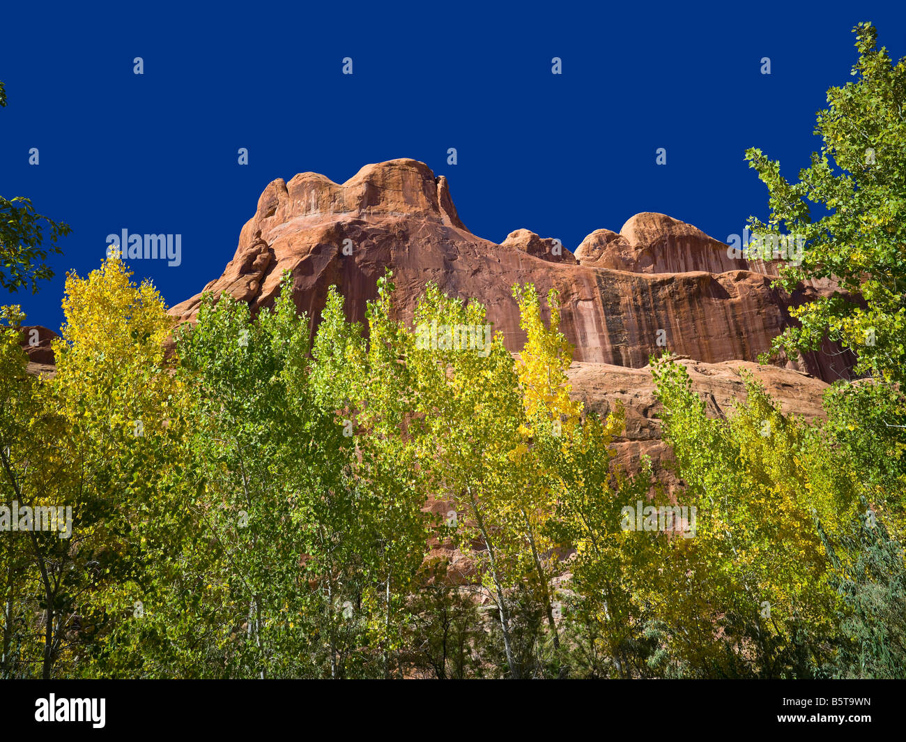 Rote Felsen und Laub Stockfoto