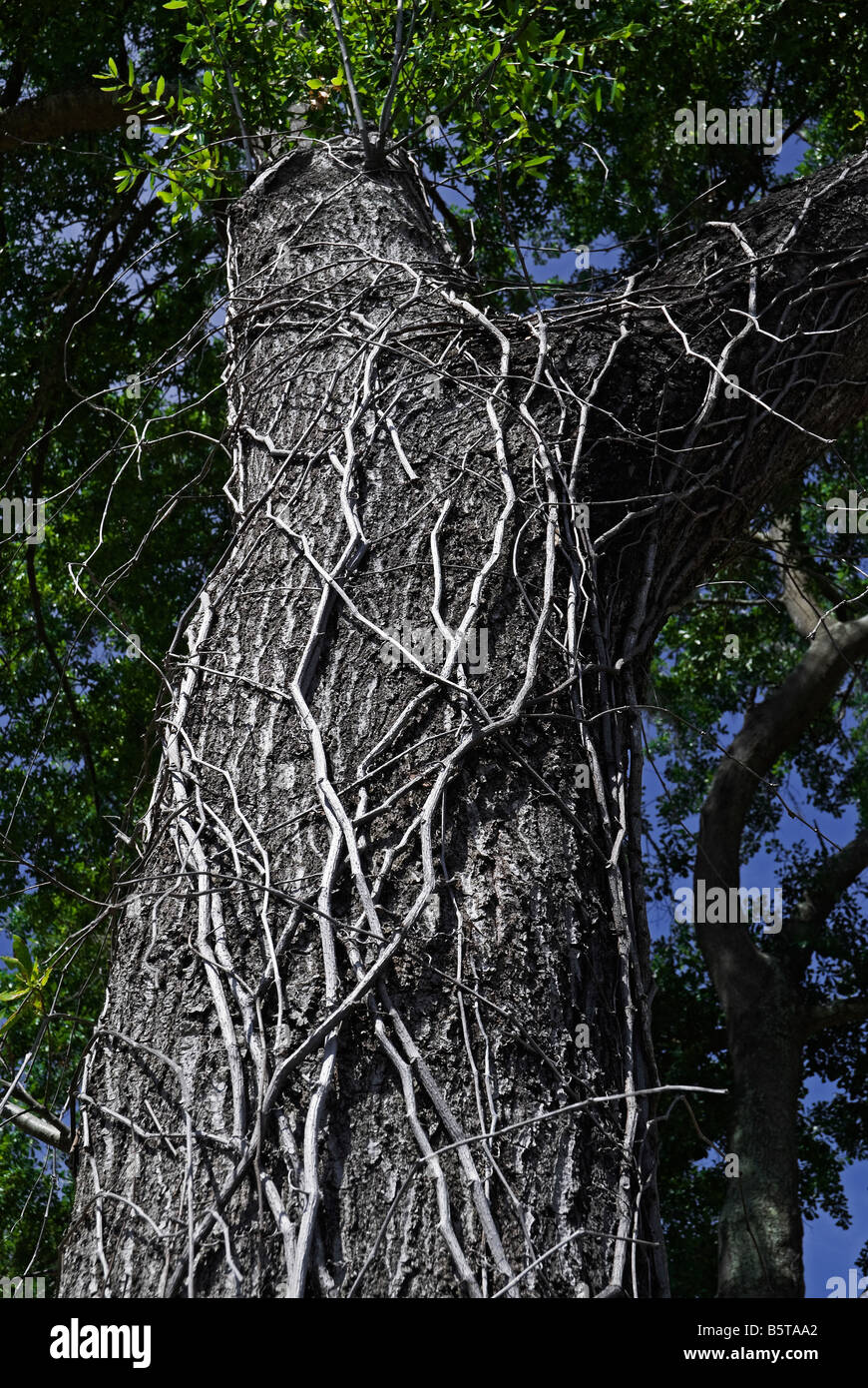 Rebe klettert den Stamm einer Eiche North Florida Stockfoto