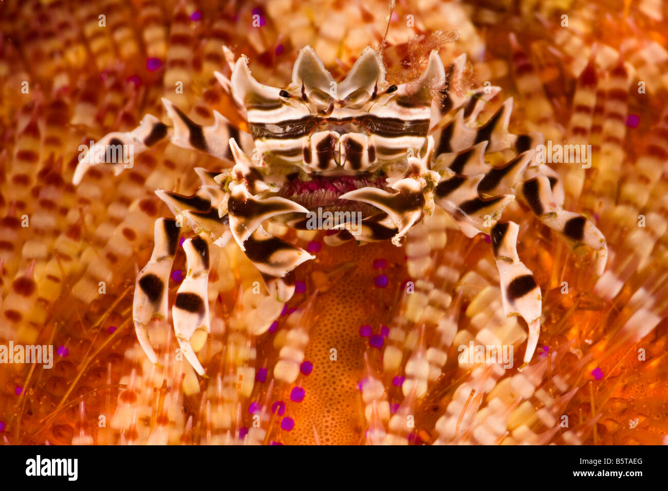 Zebra Krabbe, Zebrida Adamsii auf eine giftige Feuer Urchin Astropyga Radiata, Komodo National Park, Indonesien. Stockfoto