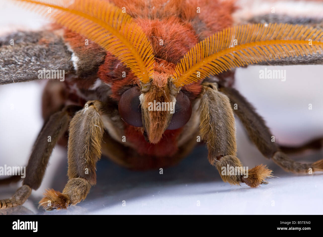 Nahaufnahme des weiblichen Atlas Nachtfalter Attacus Atlas Kopf und Antennen.  Kontrollierte Probe. Stockfoto