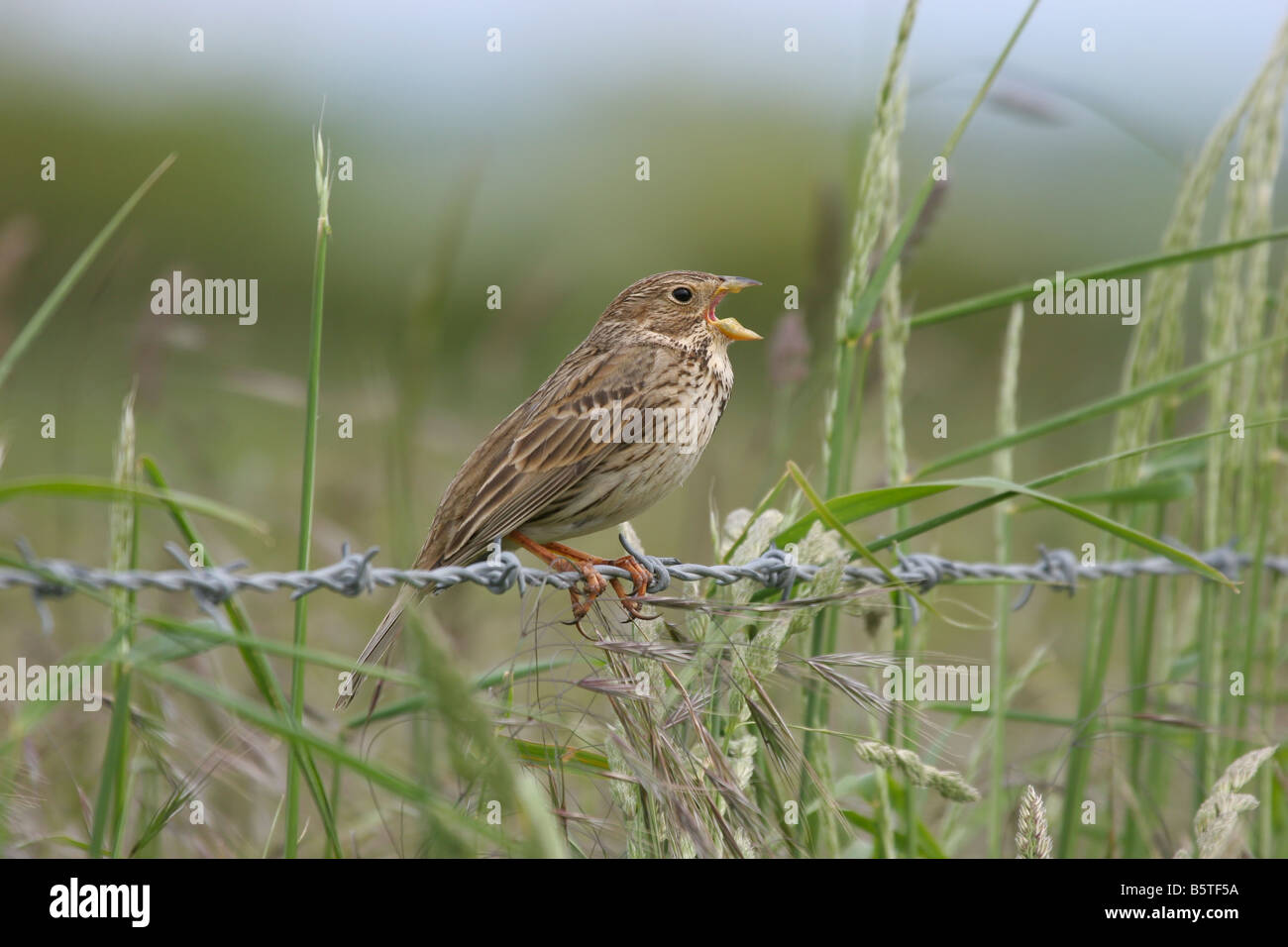 Corn Bunting Miliaria Calandra singen auf Stacheldrahtzaun mit Pflanzen im Hintergrund auf einem Bauernhof in Shropshire. Stockfoto