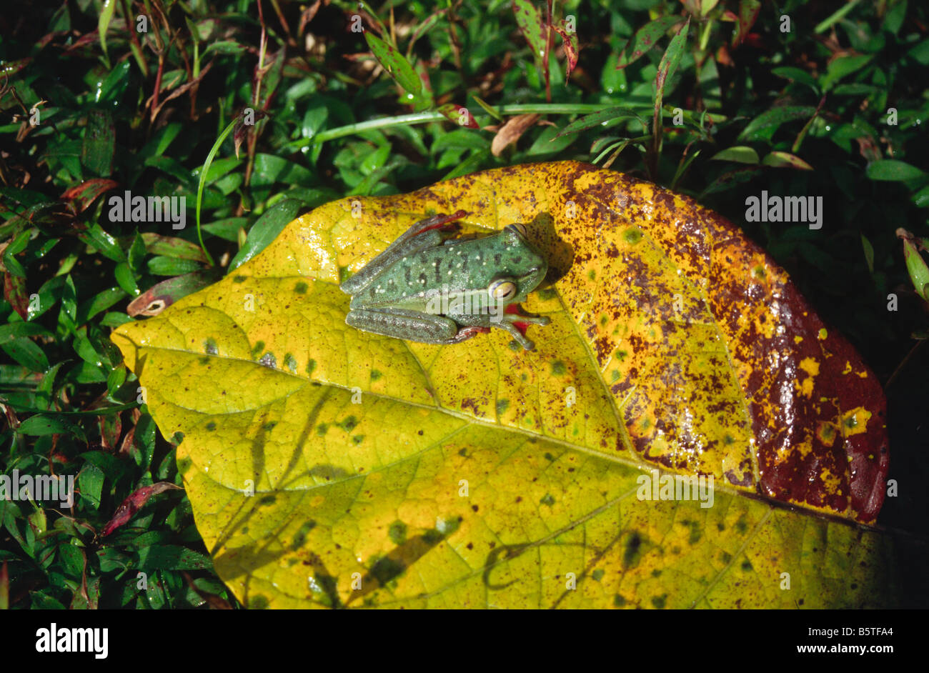 Leaf Frosch Phyllomedusa Vaillanti sitzt auf einem Blatt Costa Rica Mittelamerika Stockfoto