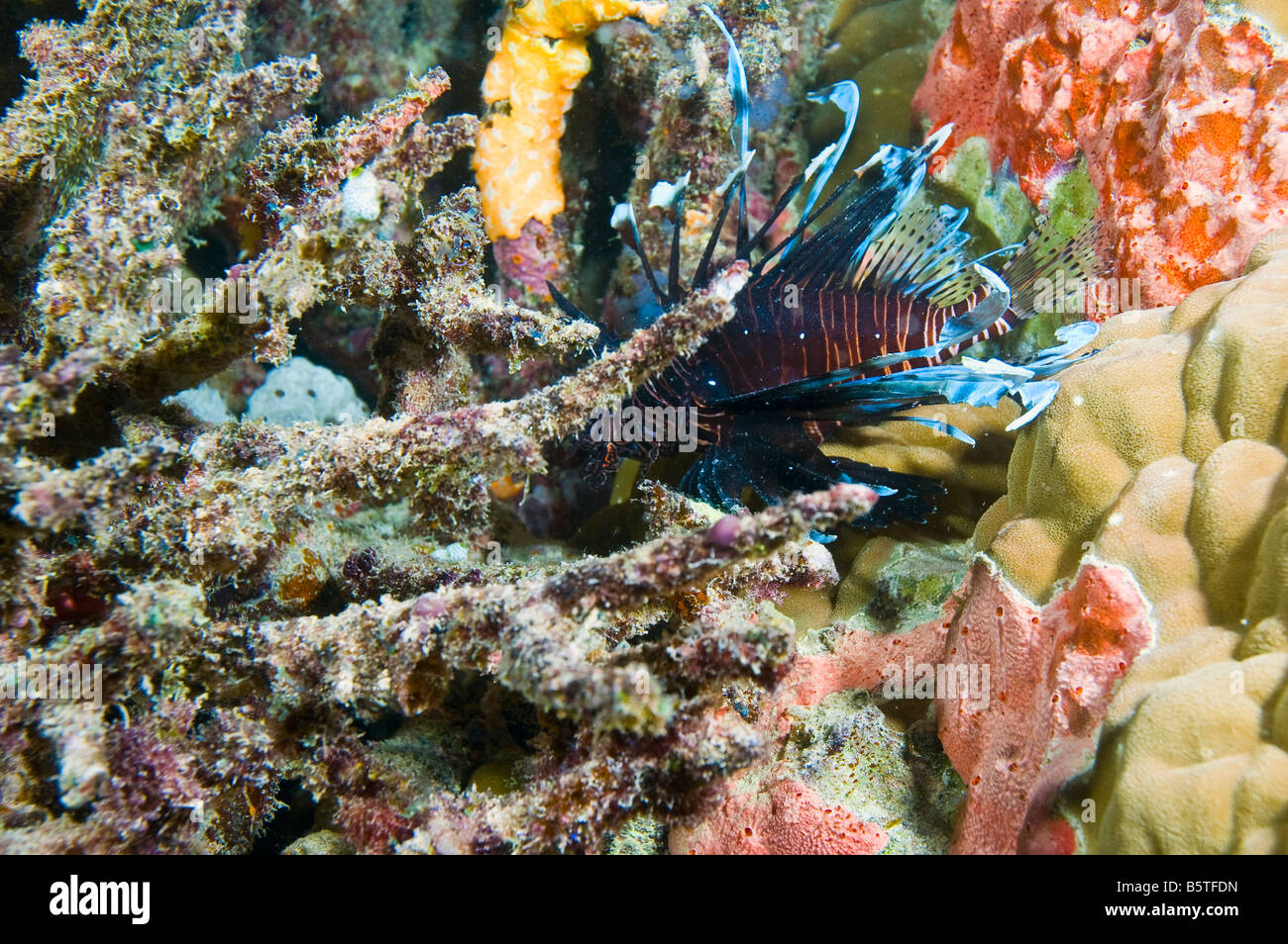 gemeinsamen Rotfeuerfische über Korallen des Great Barrier Reef Australien Stockfoto