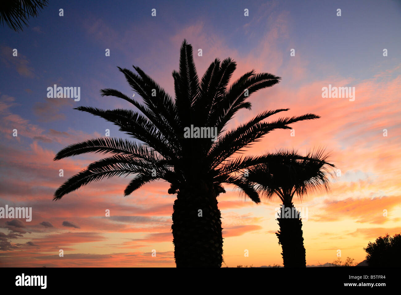 Sonnenuntergang mit Palm Tree Wüste von Arizona Stockfoto