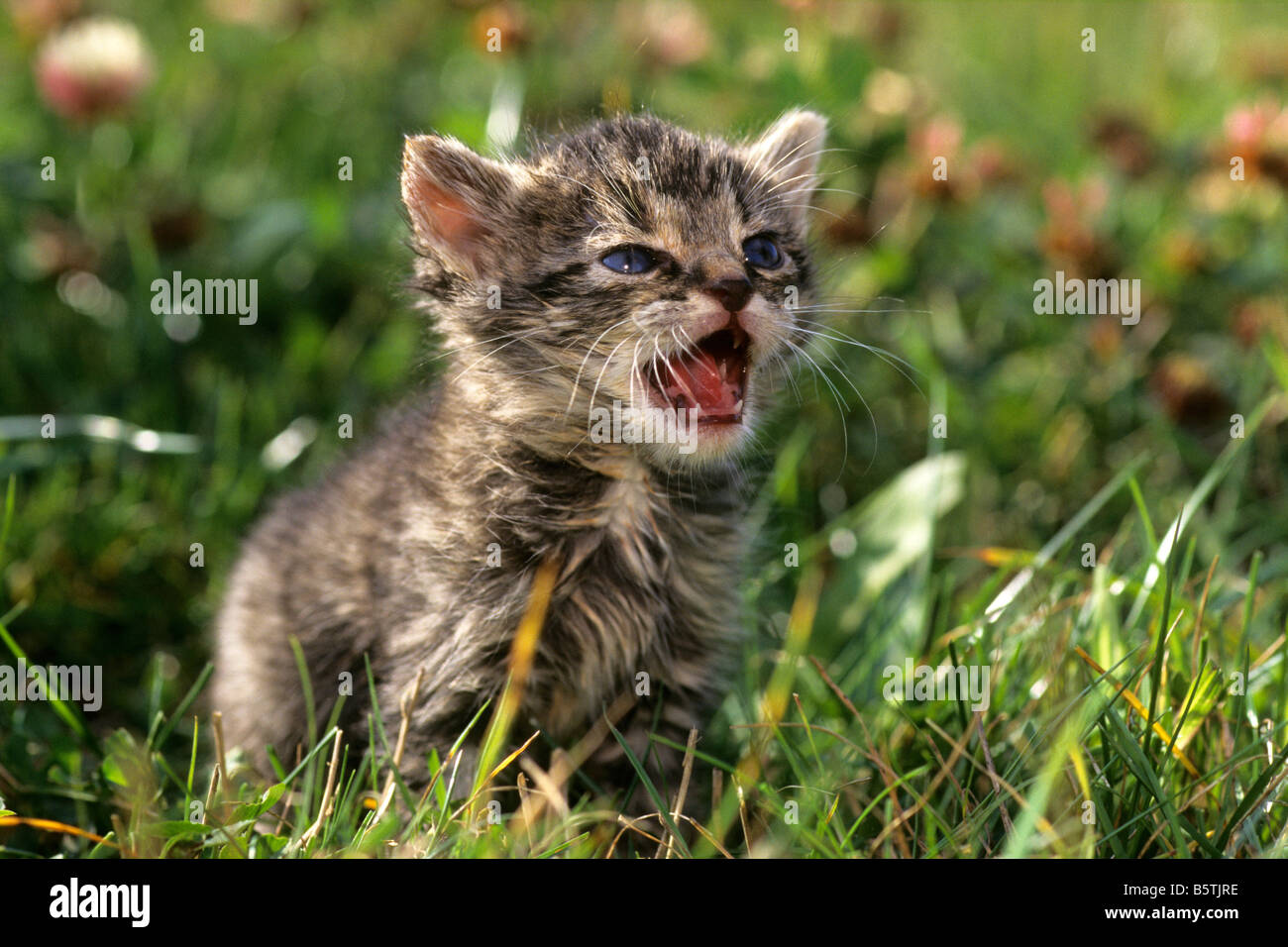 Hauskatze (Felis Silvestris, Felis Catus), kitten Stockfoto