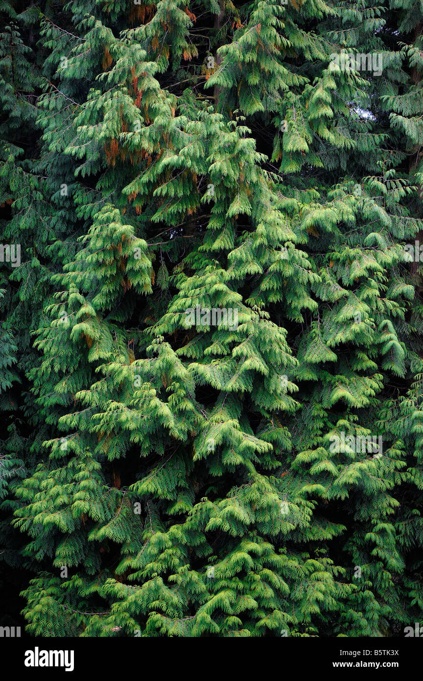 Detail der Kiefer Baum Hintergrund Stockfoto