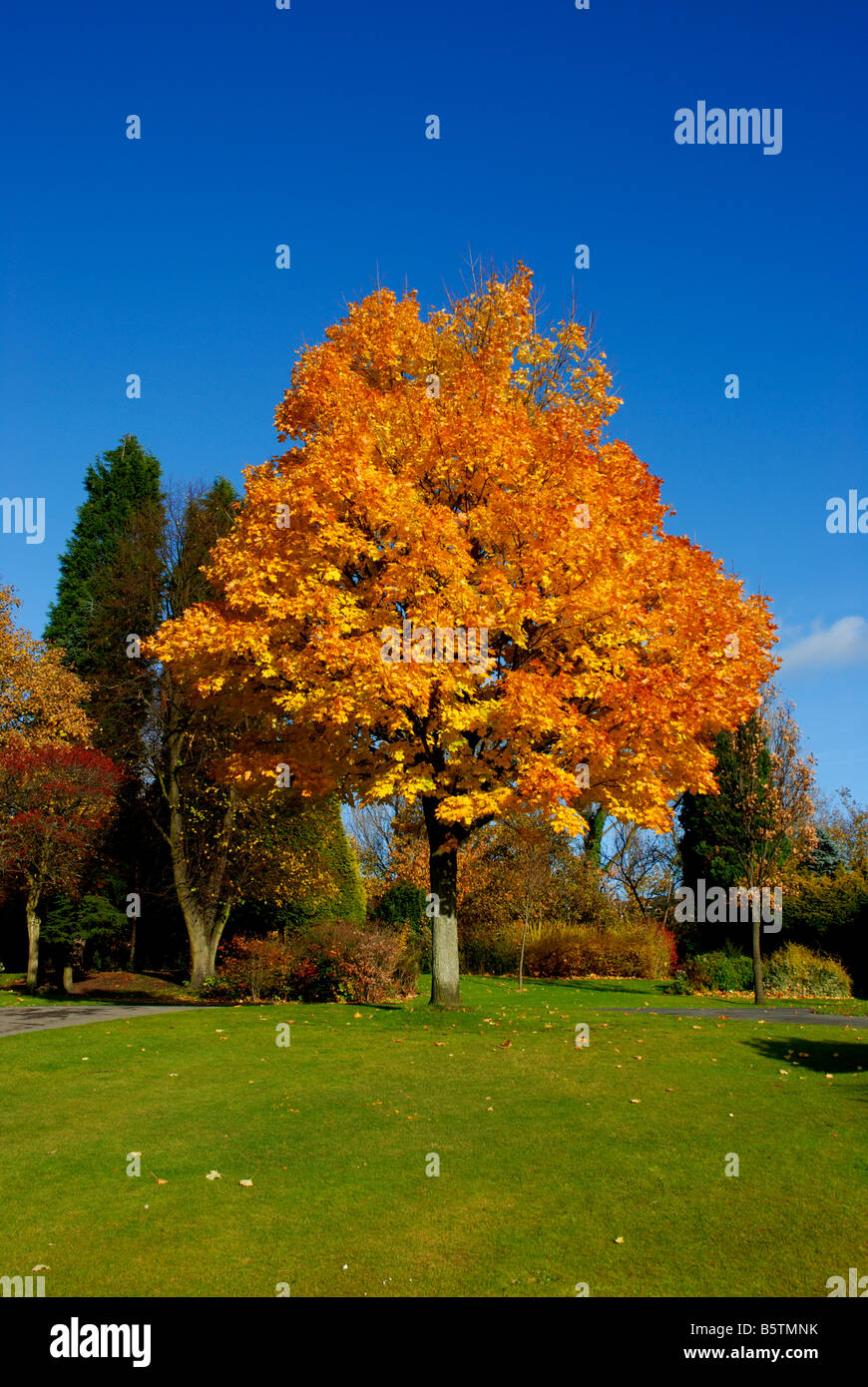 Herbstliche Farbenpracht im Mesnes Park, Wigan Stockfoto