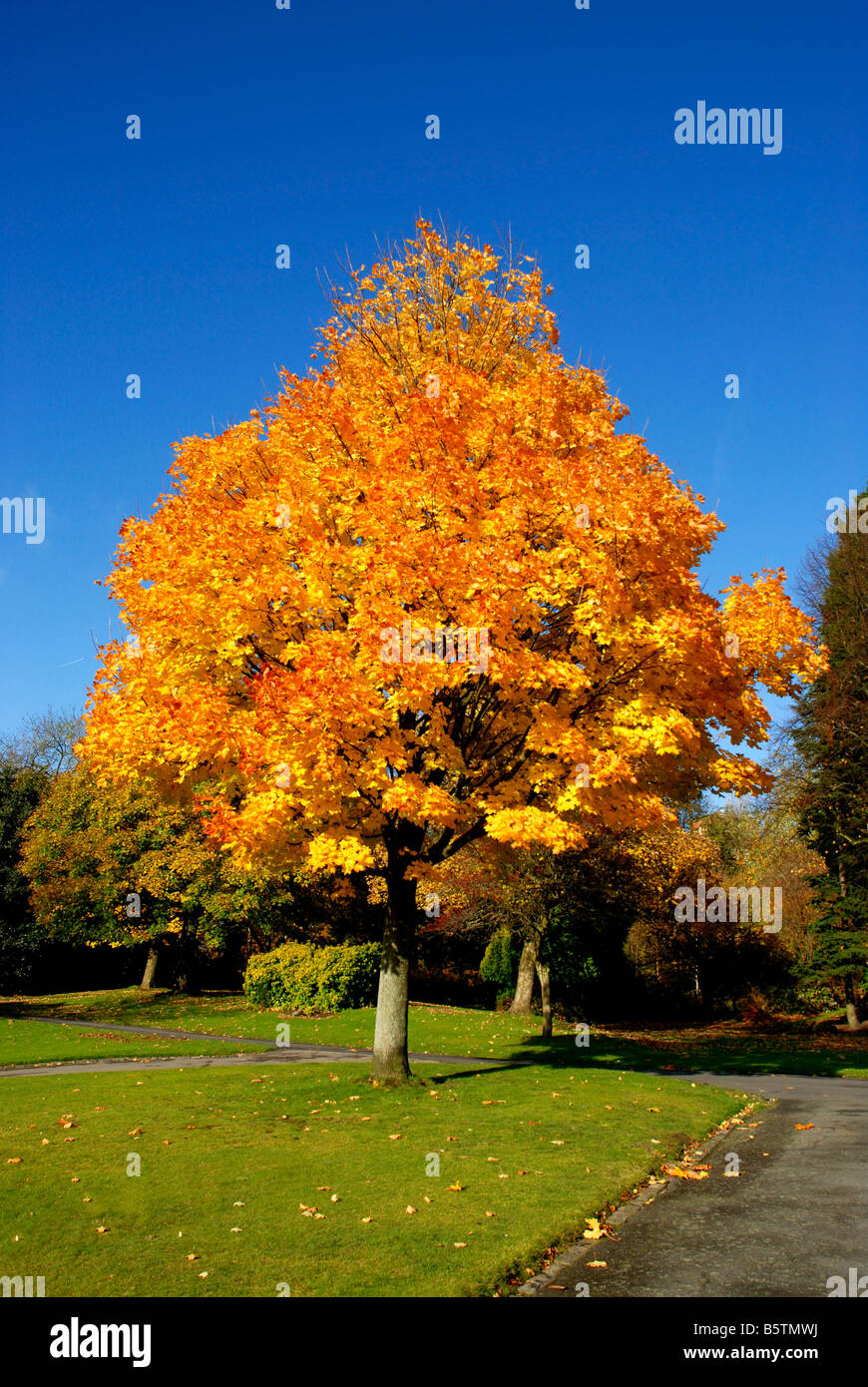 Herbstliche Farbenpracht im Mesnes Park, Wigan Stockfoto